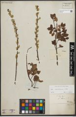 Foto von Salix starkeana Willd.